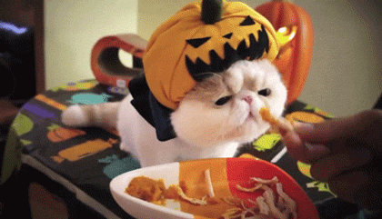 Kot w dyniowej czapce na Halloween